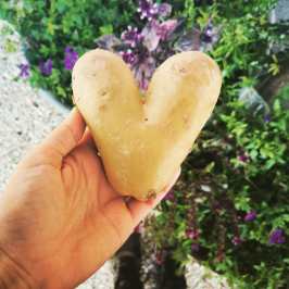 Hand holding a heart-shaped potato over green plants.