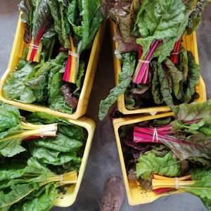 a vegetable sandwich and a salad