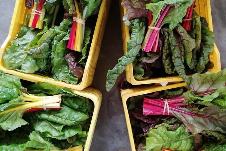 a vegetable sandwich and a salad