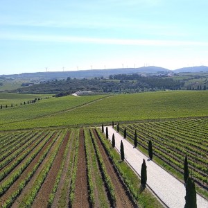 a herd of sheep standing on top of a lush green field