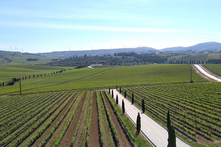 a herd of sheep standing on top of a lush green field