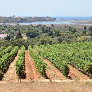 Alvor wine tour