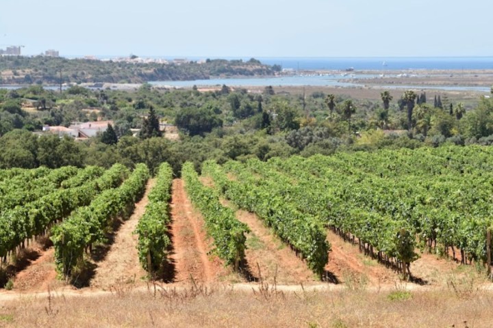 Alvor wine tour