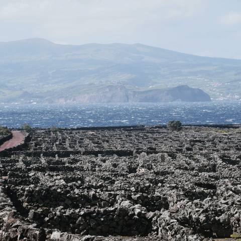 azores wine tour