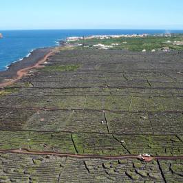 azores wine tour