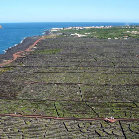 azores wine tour
