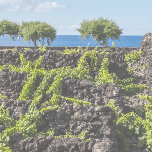 azores wine tour