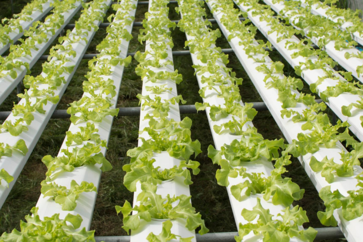 hydroponic farm tour
