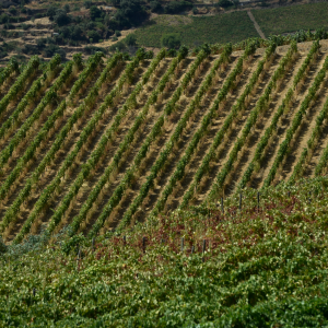 douro wine tour