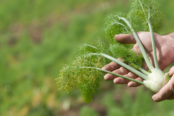 farm tours in funchal