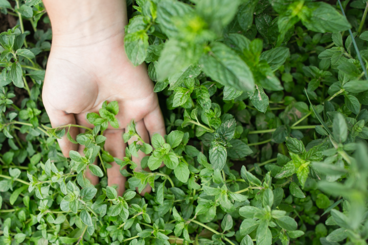farm tours in funchal
