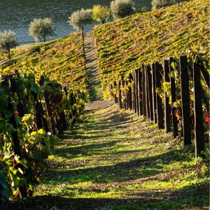 Armamar wine tasting