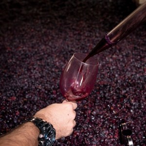 Armamar wine tasting