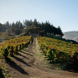 Armamar wine tasting