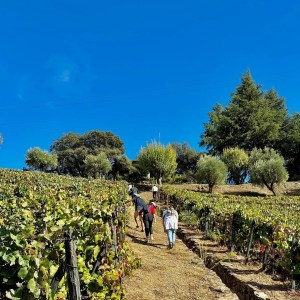 People walking up a vineyard path under a clear blue sky.
