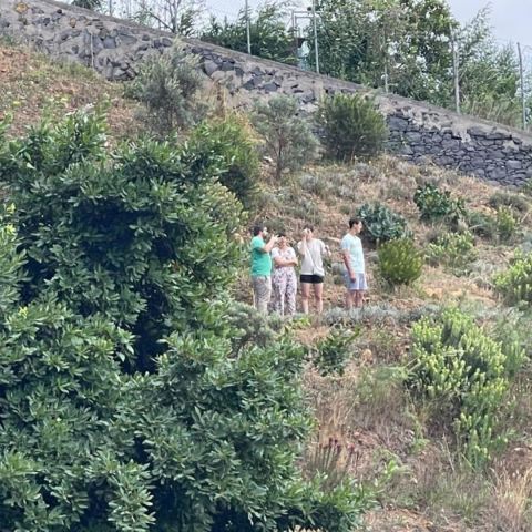 a tree with a mountain in the background