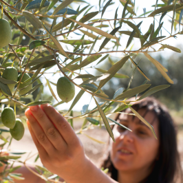 Olive oil tour