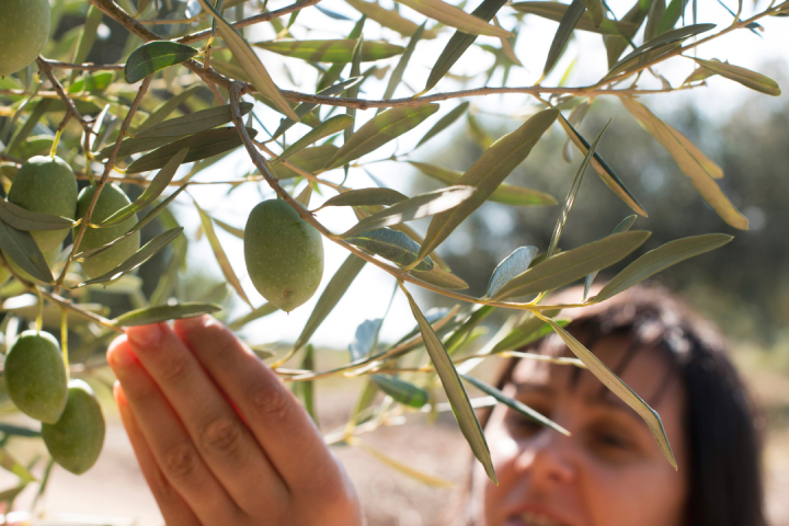 Olive oil tour