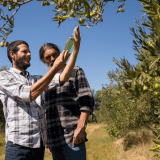 olive oil tour algarve