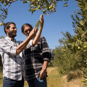 olive oil tour algarve