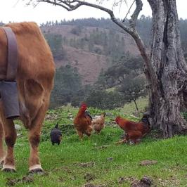 a brown cow standing on top of a grass covered field