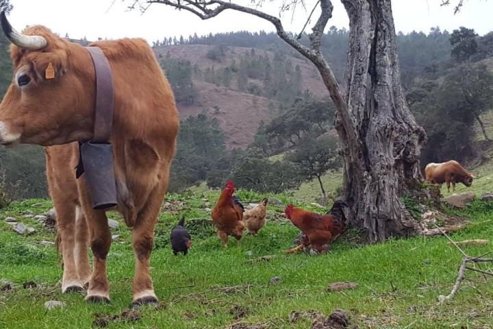 a brown cow standing on top of a grass covered field