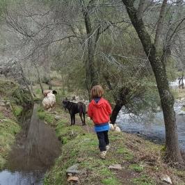 a man walking on a path in the woods