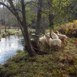 a group of sheep in a forest