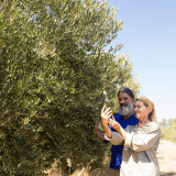 olive oil tour algarve