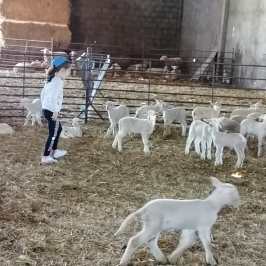 a herd of sheep standing next to a dog