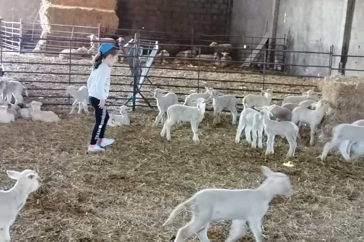 a herd of sheep standing next to a dog
