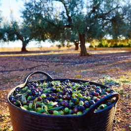 Olive oil tour