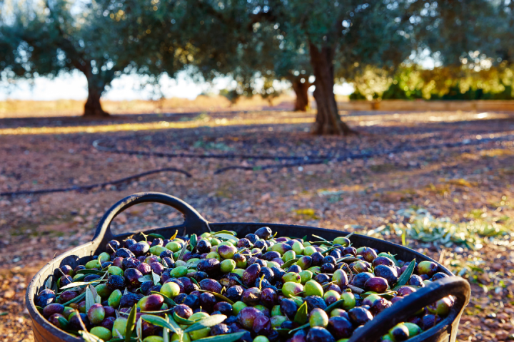 Olive oil tour