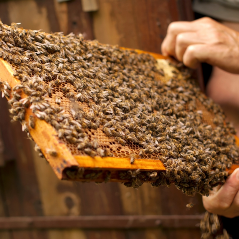 Visit a Beehive