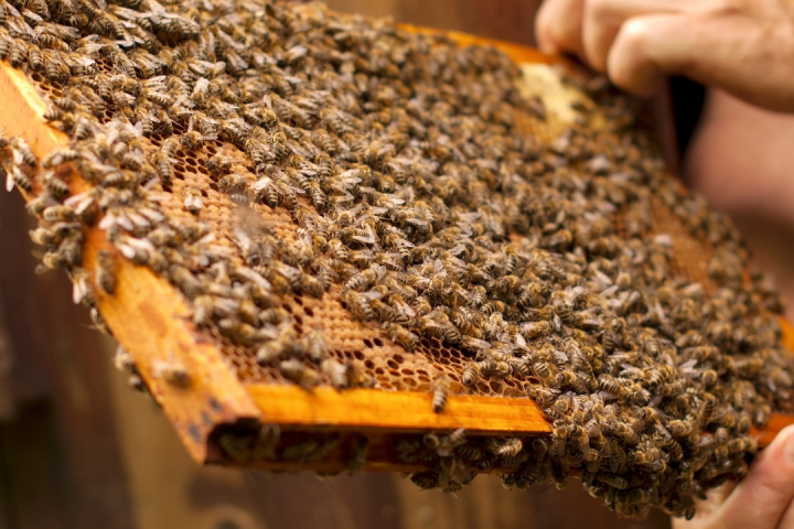 Visit a Beehive