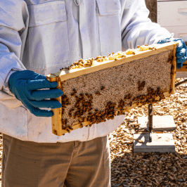 bee farm tour