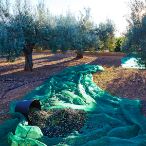 Olive oil tour