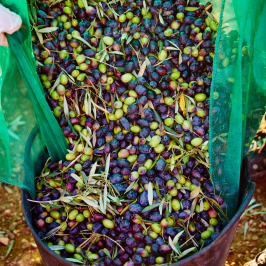 Olive oil tour