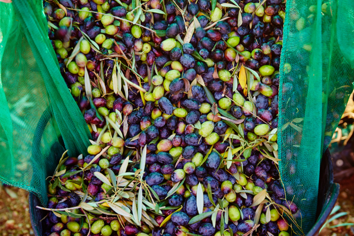 olive-oil-tour-in-algarve-portugal-farm-experiences