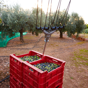 Olive oil tour