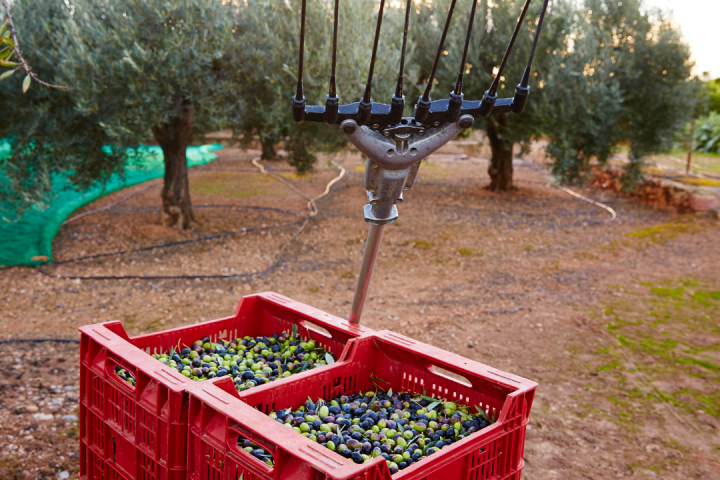 Olive oil tour