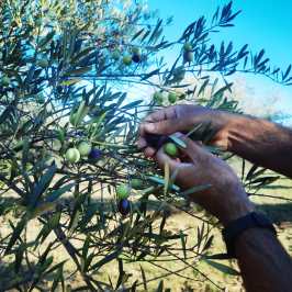 Olive oil tour, olive oil experience, olive oil portugal