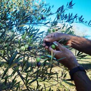 Olive oil tour, olive oil experience, olive oil portugal