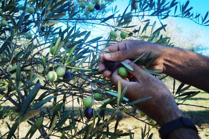 Olive oil tour, olive oil experience, olive oil portugal