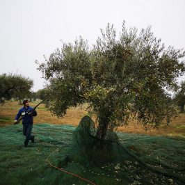 olive oil experience