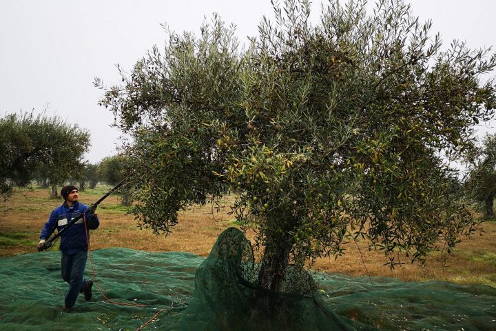 olive oil experience