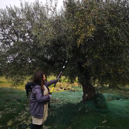 olive oil experience