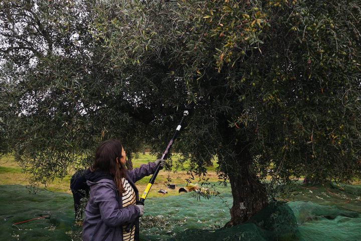 olive oil experience