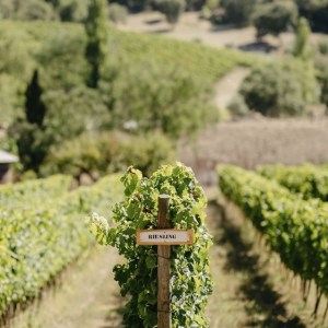 wine tasting in Mafra