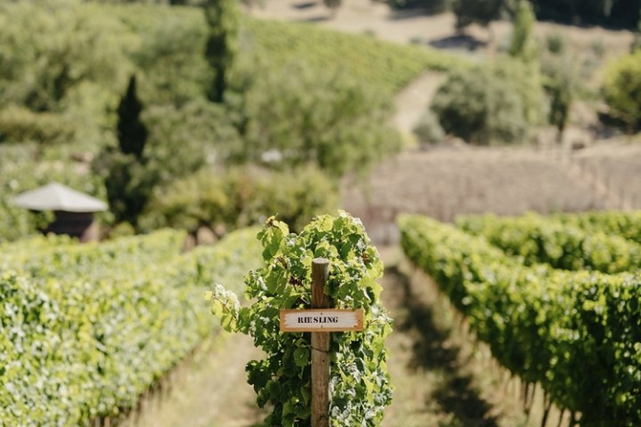 wine tasting in Mafra